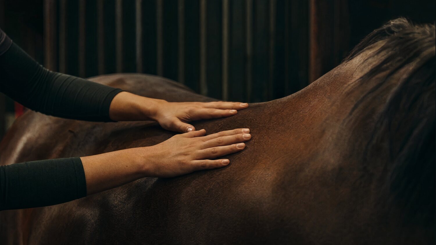 Physiotherapist's hands assessing the topline and back of a horse