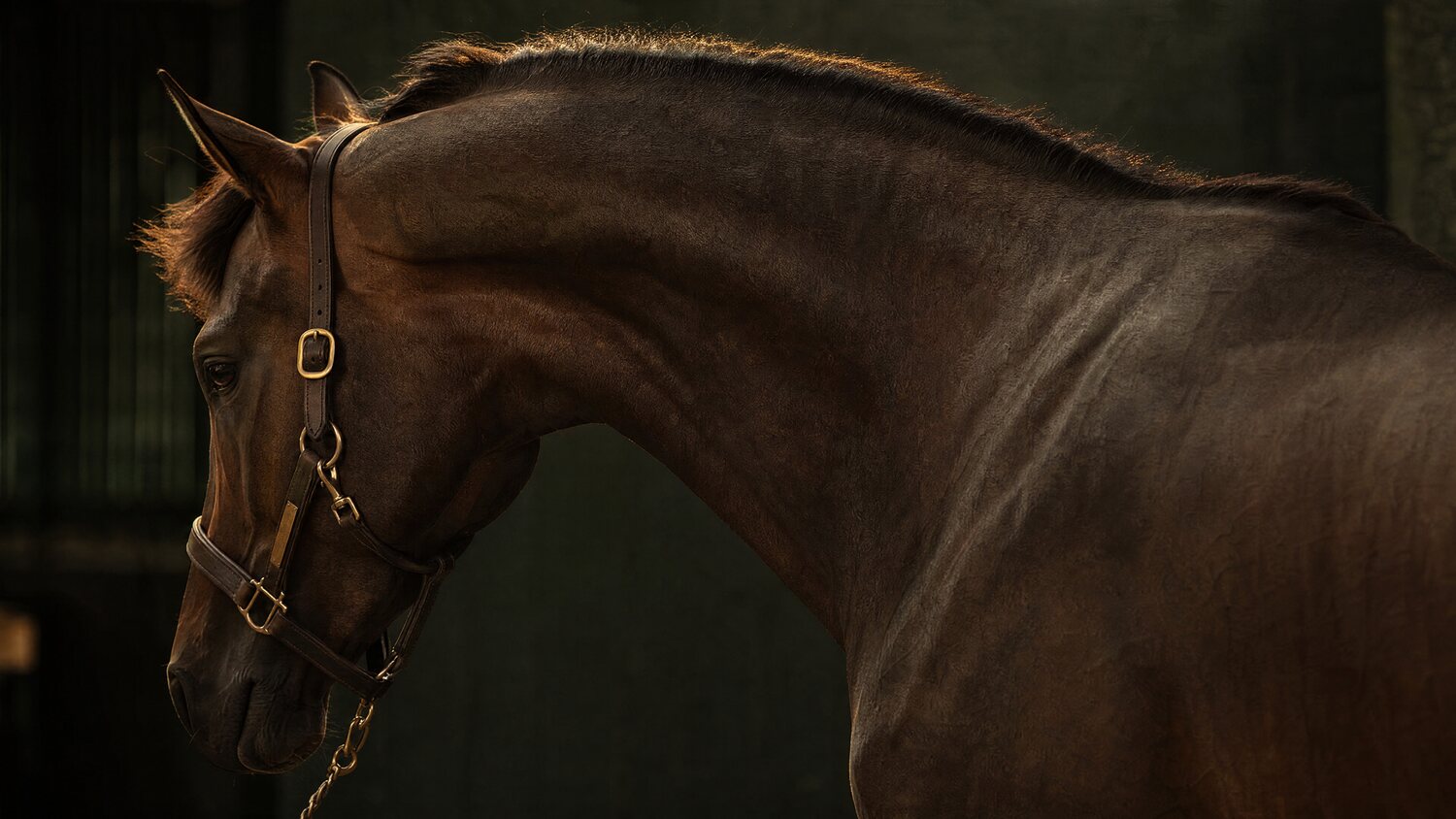 A dark bay horse standing calmly in profile in a stable